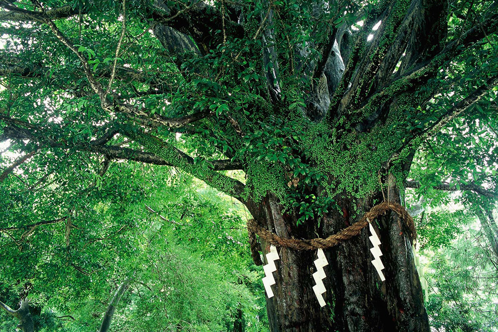 Sacred Nagi Tree